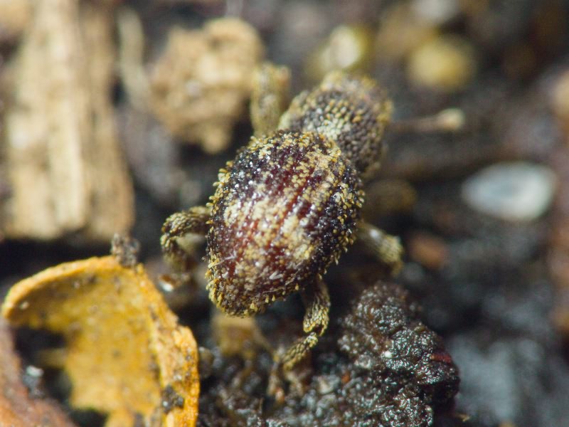 Acalles (Acalles) echinatus (Germar, 1824)